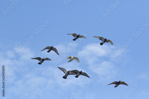 flock of speed racing pigeon bird flying against beautiful blue sky