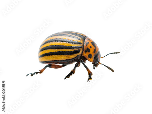 Colorado Potato Beetle Pest Insect Isolated on White Background