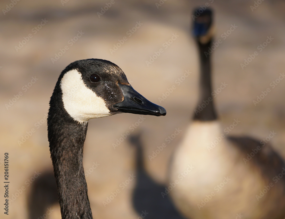 Close Up of a Canadian Goose with Another in the Background Close Up of a Canadian Goose with Another in the Background