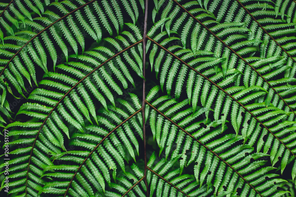 Fern leaves green background in nature
