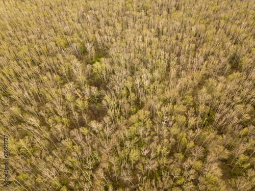 Aerial photography of birch forest