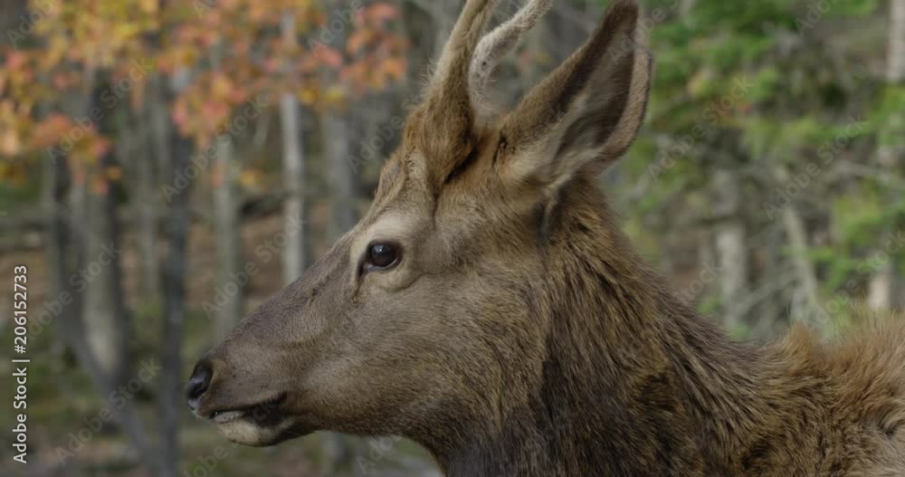 Deer in autumn - hunting season - sniffing the air - close up Deer in autumn - hunting season - sniffing the air - close up