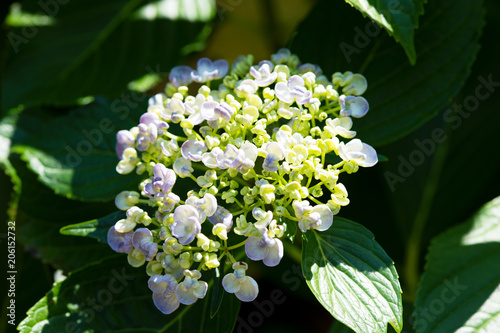 紫色のアジサイの花のアップ