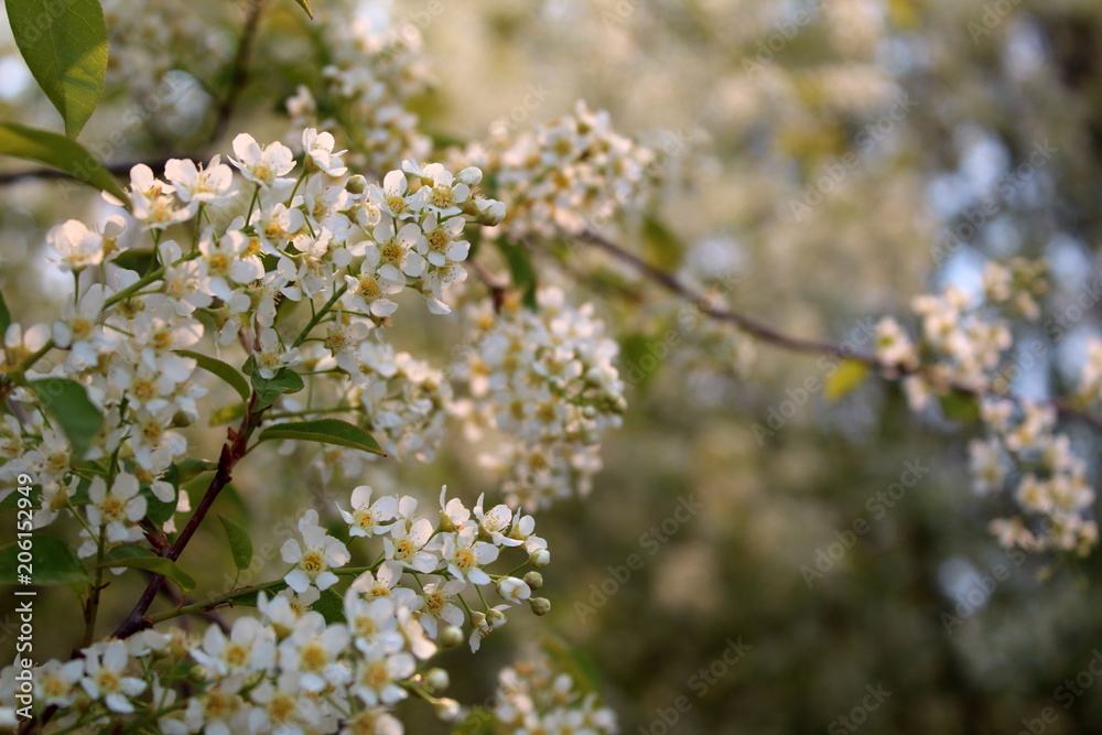 Beautiful floral spring nature background. Branches of blossoming bird-cherry (Prunus padus) in spring with a soft focus.