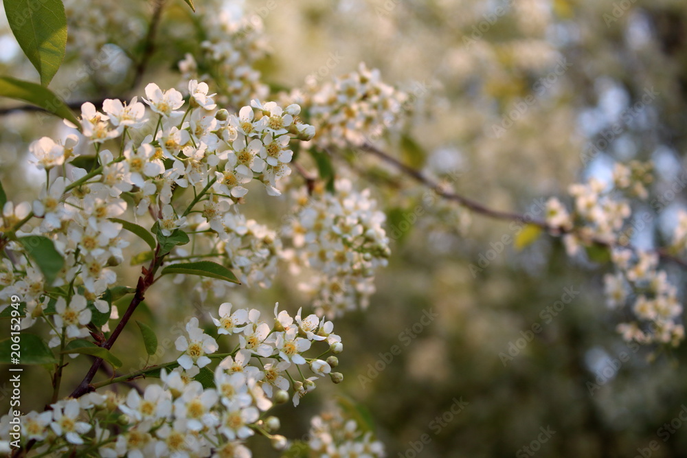 Beautiful floral spring nature background. Branches of blossoming bird-cherry (Prunus padus) in spring with a soft focus. Beautiful floral spring nature background. Branches of blossoming bird-cherry (Prunus padus) in spring with a soft focus.