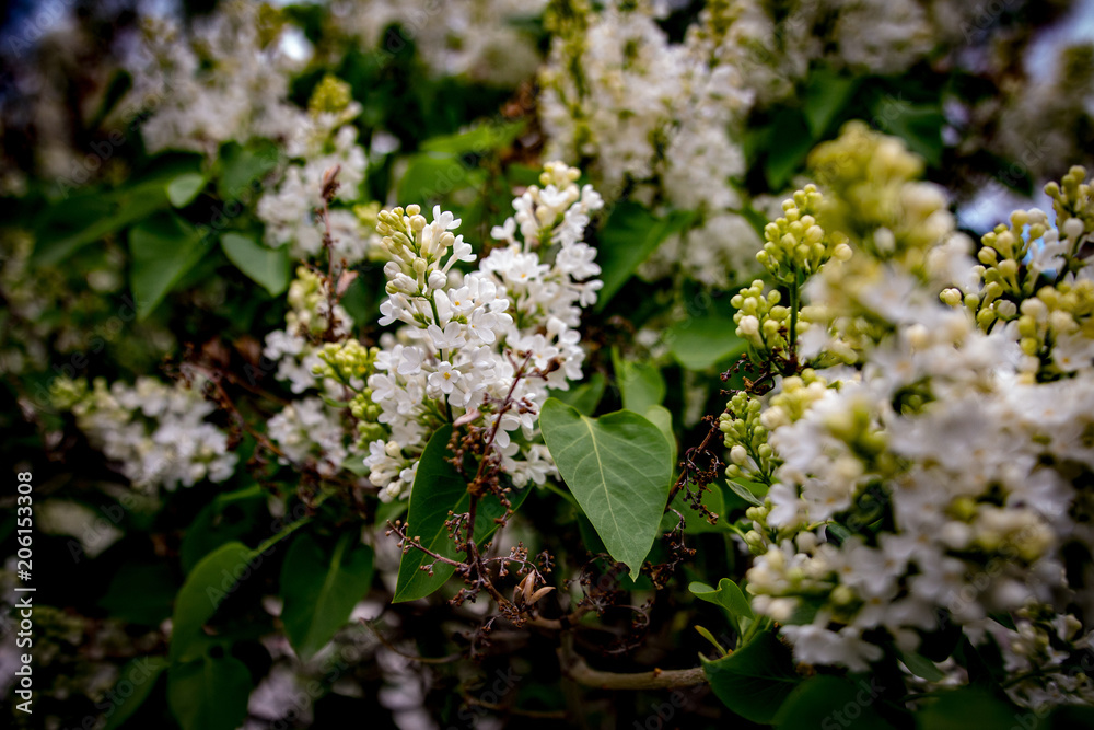 Tree Branches w/ Flowers Tree Branches w/ Flowers