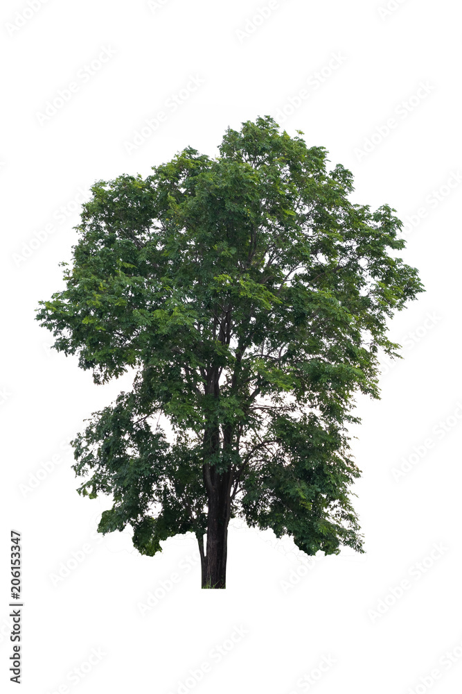 Fototapeta premium Big tree isolated.