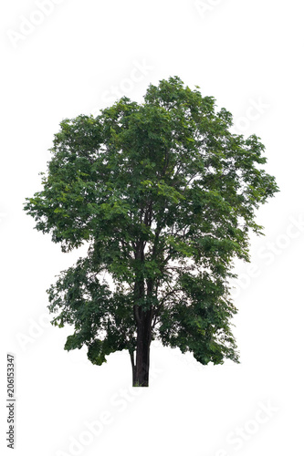 Big tree isolated.