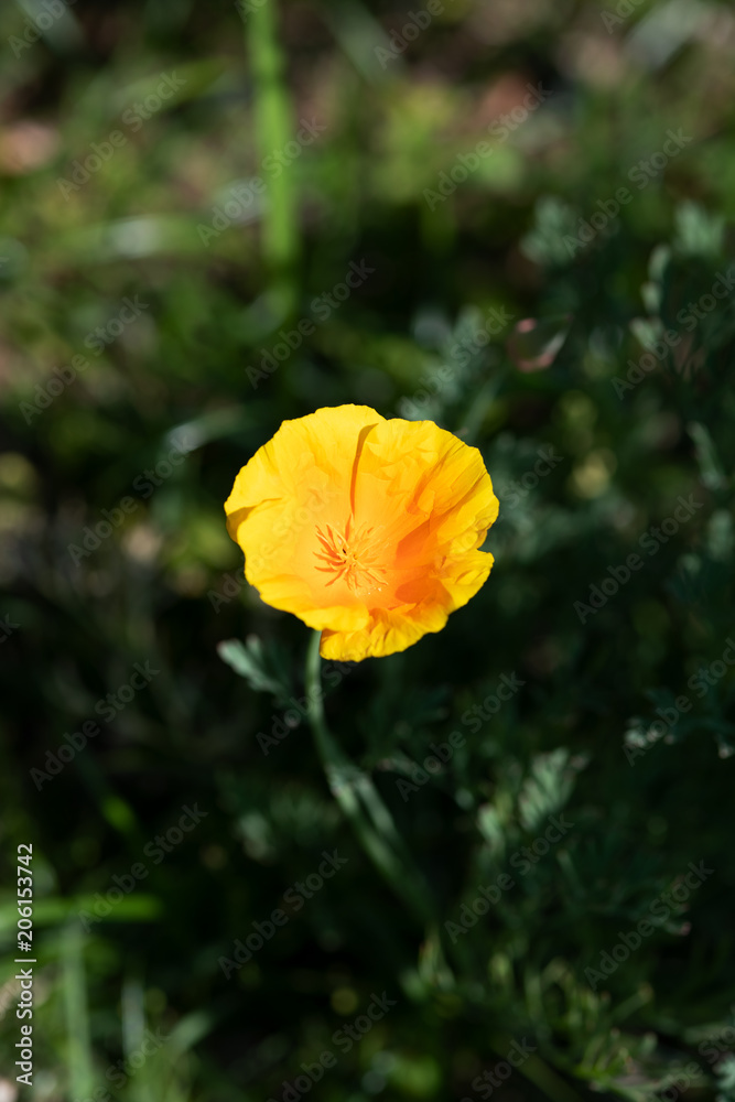 黄色いカリフォルニアポピーの花のアップ Stock Photo Adobe Stock