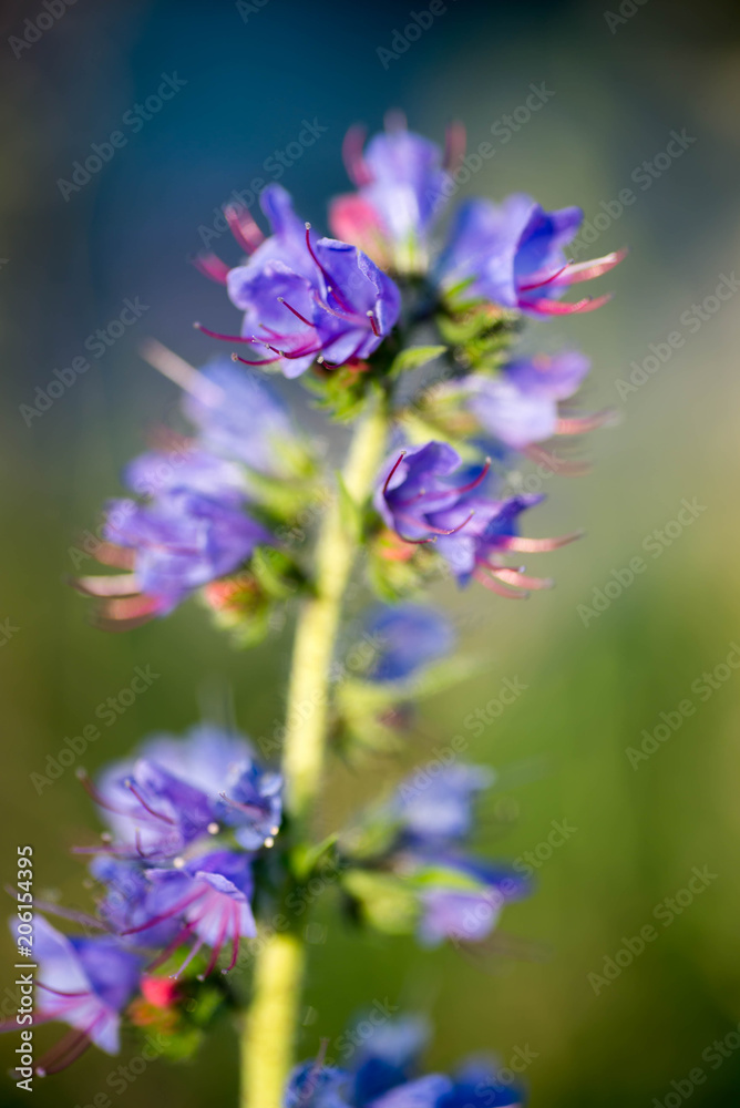 Echium vulgare - viper's bugloss, blueweed flowers macro Echium vulgare - viper's bugloss, blueweed flowers macro