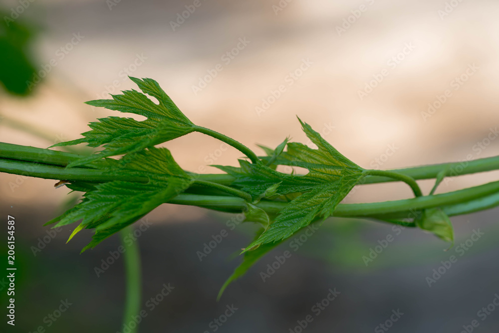 Fototapeta premium Parthenocissus spring leaves macro