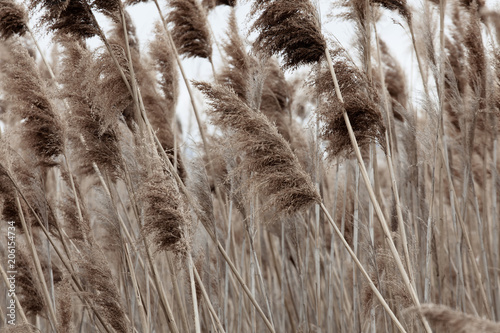 Wallpaper Mural Dry rushes in black and white Torontodigital.ca