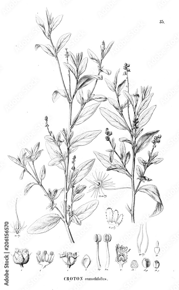 Naklejka premium Illustration of plant