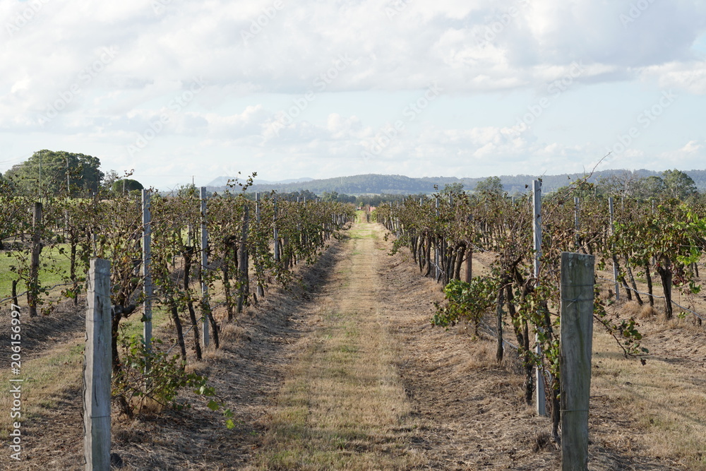 vineyard vineyard