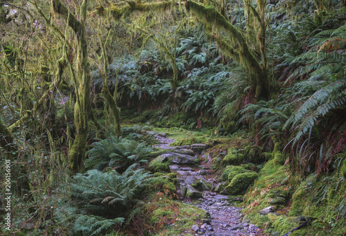 New Zealand rainforest details landscape