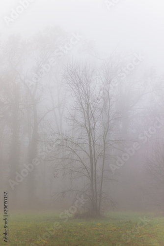 Eerie autumn scenery in the forest, with colorful foliage and mist