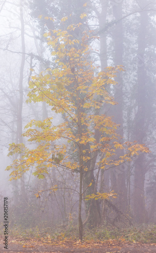 Mystique autumn scenery in the forest, with colorful foliage and fog