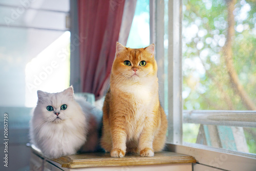 Two cats are lovers.