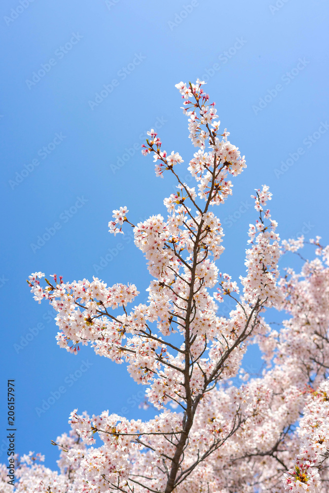 Cherry blossom season in Showa Kinen Koen at Kyoto,Japan.