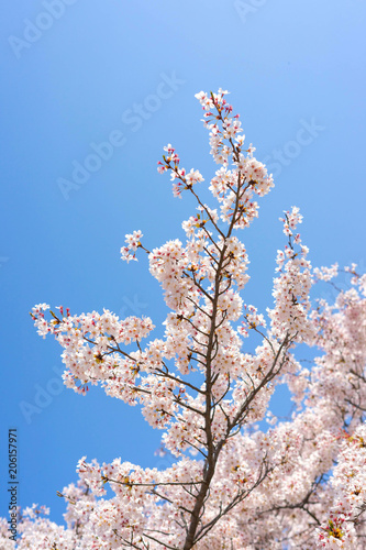 Cherry blossom season in Showa Kinen Koen at Kyoto Japan.