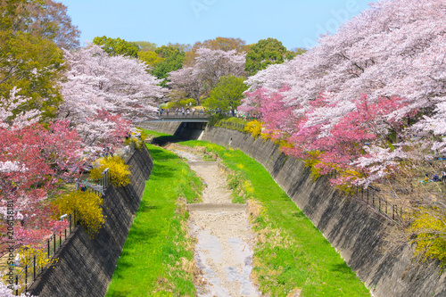 Cherry blossom season in Showa Kinen Koen at Kyoto,Japan.