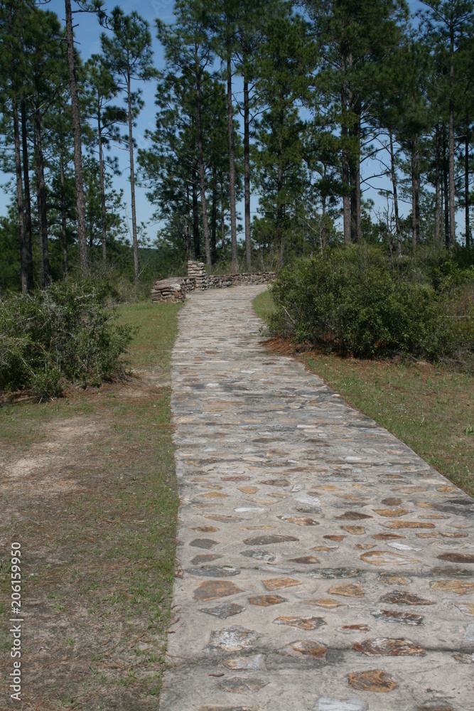 Fototapeta premium Forest Path