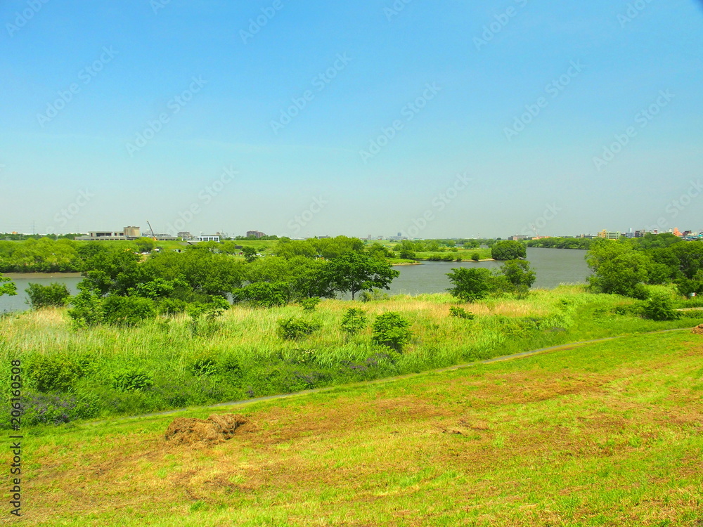 Obraz premium 初夏の江戸川風景