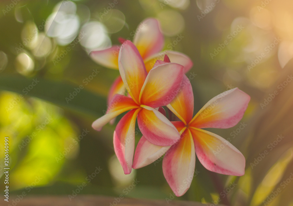 Plumelia flowers with colorful petals are pink, white and yellow are blossoming on the tree.