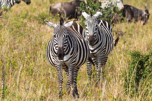 Portrait of a pair of zebras in savannah. Masai Mara  Kenya