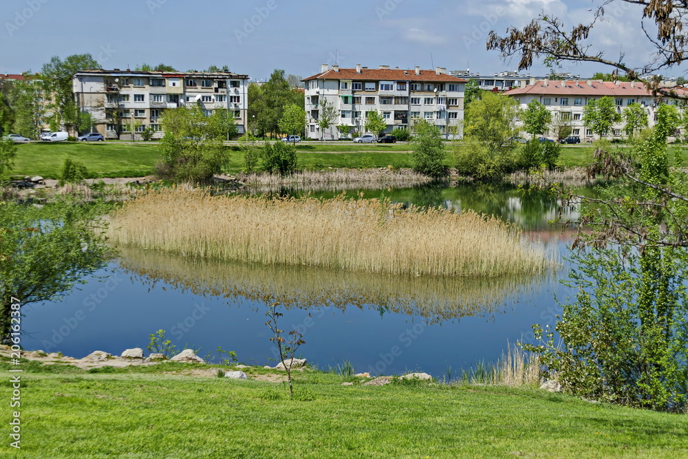 Early springtime green, dry reed or rush and house on a beauty  lake in residential district Drujba, Sofia, Bulgaria 