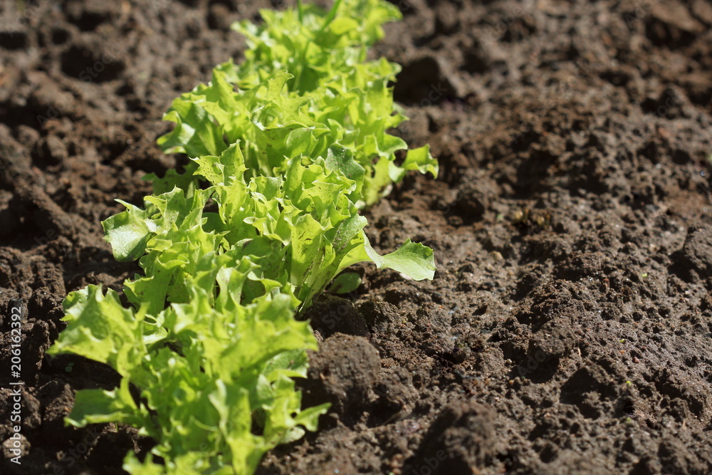 Fresh green curly Lettuce salad background. Top view Fresh green curly Lettuce salad background. Top view