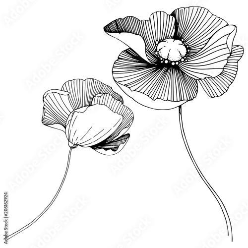 Vector poppy. Floral botanical flower. Wild spring leaf wildflower isolated. Vector wildflower for background, texture, wrapper pattern, frame or border.