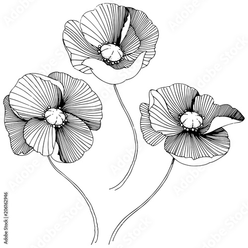 Vector poppy. Floral botanical flower. Wild spring leaf wildflower isolated. Vector wildflower for background, texture, wrapper pattern, frame or border.