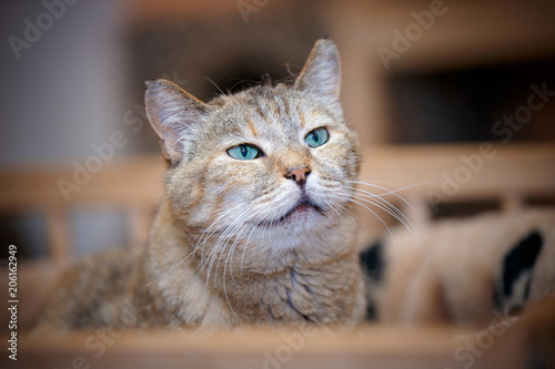 Animal shelter. Portrait of a cute cat close-up.