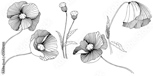Vector poppy. Floral botanical flower. Wild spring leaf wildflower isolated. Vector wildflower for background, texture, wrapper pattern, frame or border.