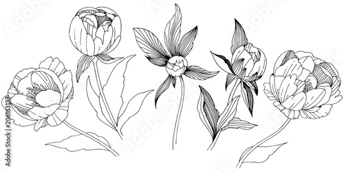 Vector peony. Floral botanical flower. Wild spring leaf wildflower isolated. Vector wildflower for background, texture, wrapper pattern, frame or border.