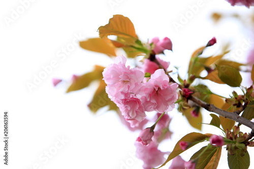 Fototapeta Naklejka Na Ścianę i Meble -  The cherry blossom