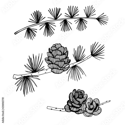 Fototapeta Naklejka Na Ścianę i Meble -  Hand drawn branch and cones of larch on white background.  Vector sketch  illustration.