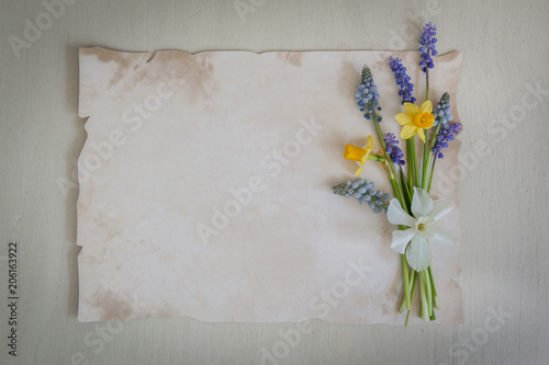 Spring flowers are daffodils and muscari with paper for text on a wooden background. Copy space, top view. Holiday card. Holiday background.