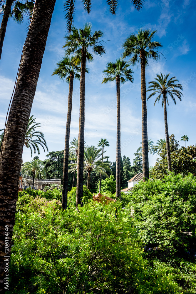 Spain, Seville, PALM TREES IN garden AGAINST SKY