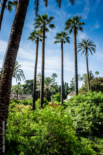 Spain  Seville  PALM TREES IN garden AGAINST SKY