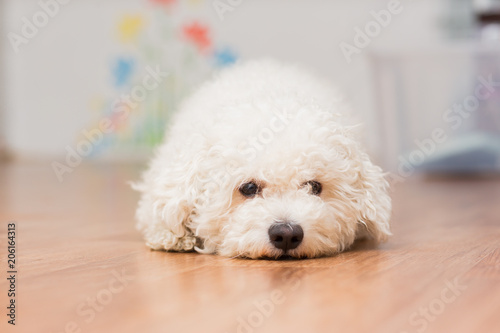 A dog of Bichon frize breed of white color lies on the floor