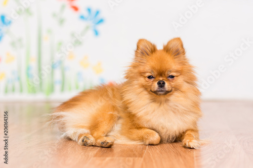 A dog of the Pomeranian dog breed lies on the floor