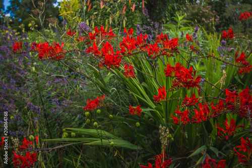 Crocosmia 