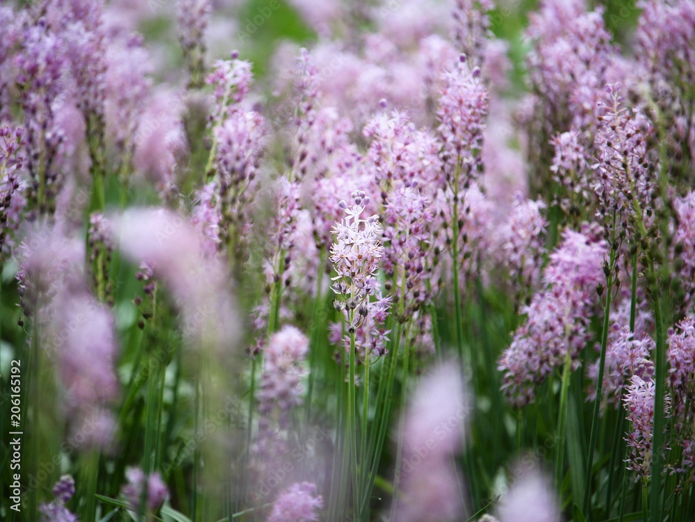 Fototapeta premium 紫の花