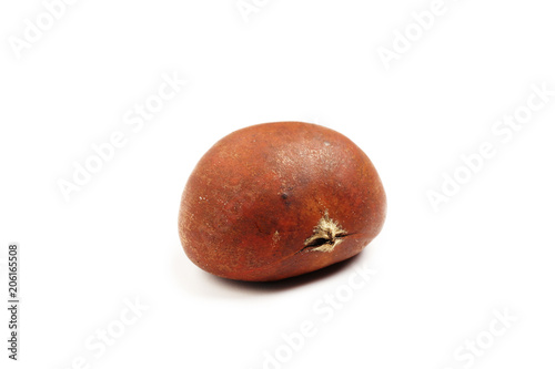 Sweet chestnut  isolated on white background.        