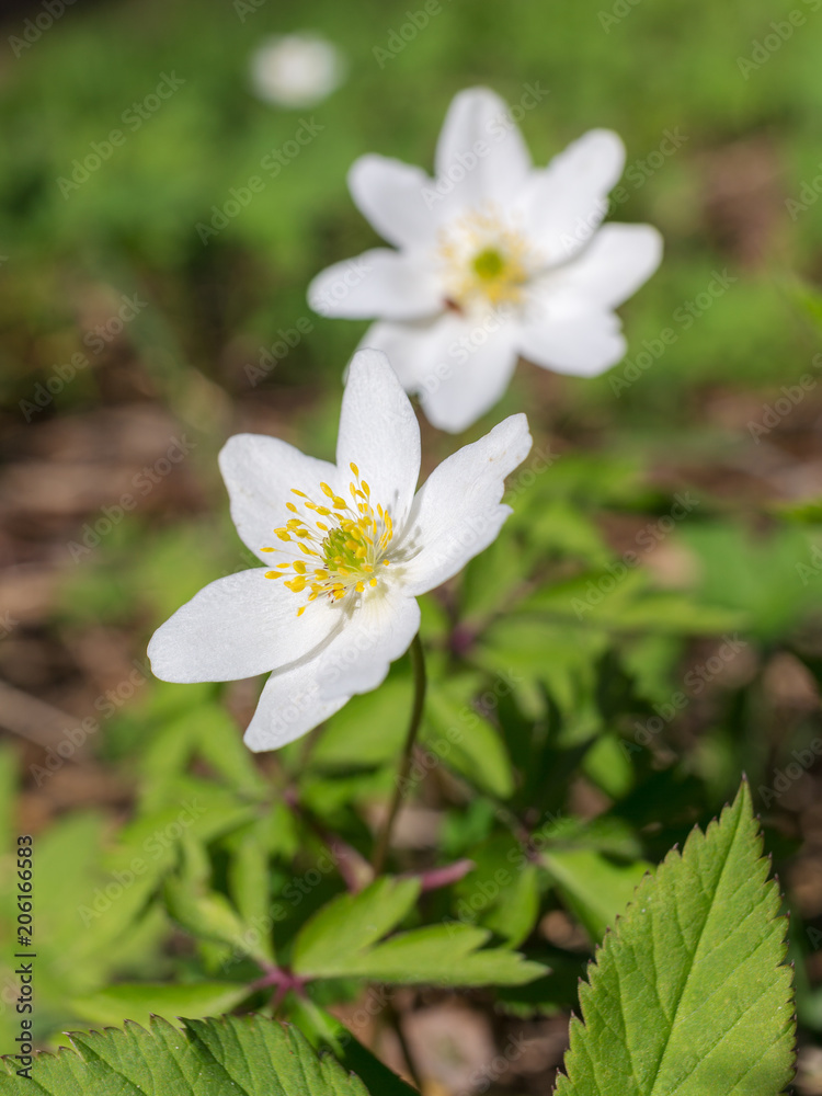 anemone in spring closeup anemone in spring closeup