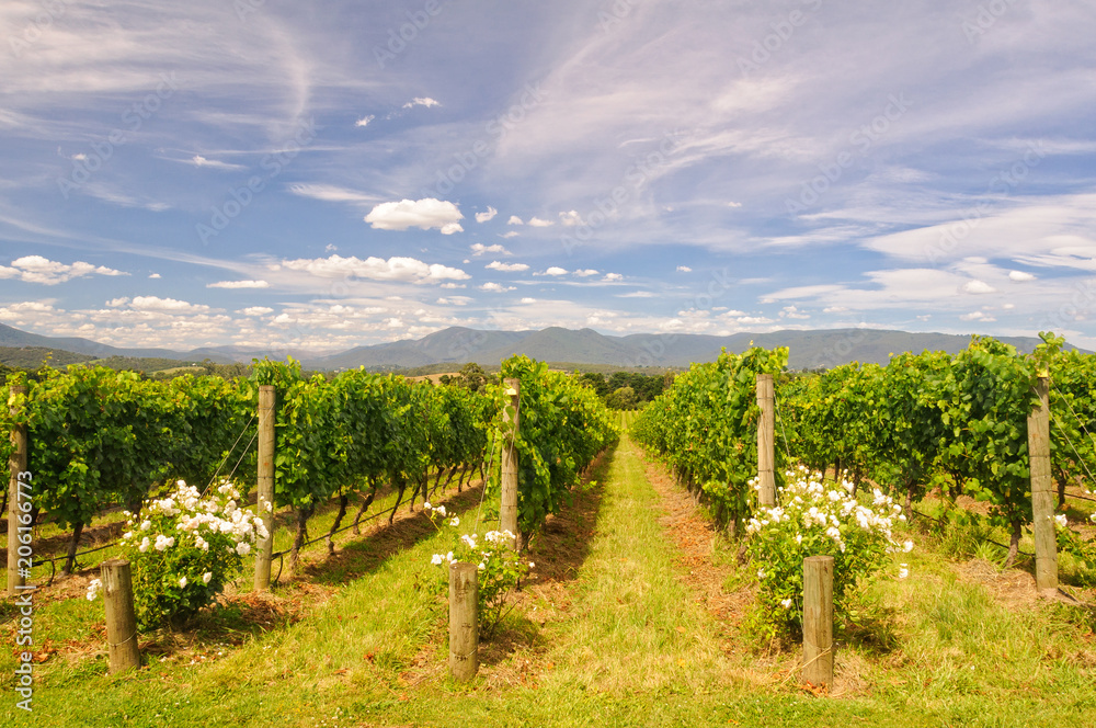 Rows of vines in a Yarra Valley vineyard - Yarra Glen, Victoria, Australia