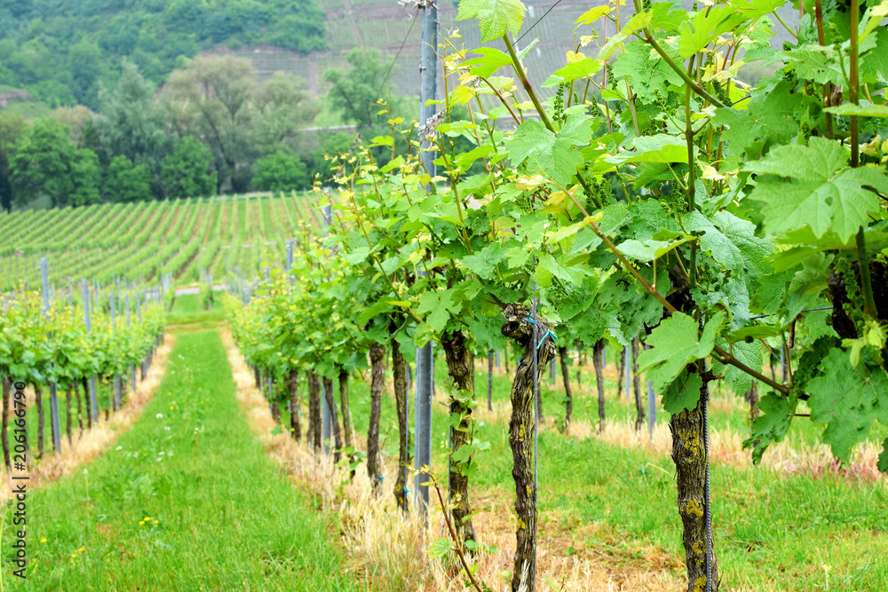 Fototapeta premium Vineyards at the Moselle Valley, Germany