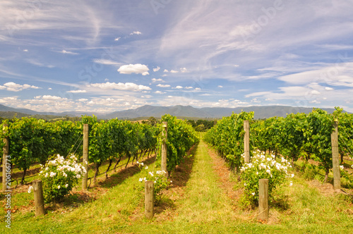 Rows of vines in a Yarra Valley vineyard - Yarra Glen, Victoria, Australia photo